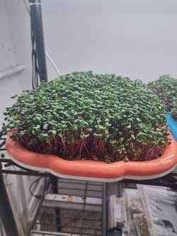 redkvicka rose podmiska microgreens